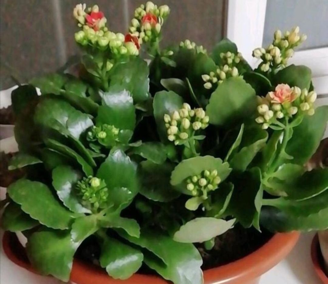 养长寿花蟹爪兰，别只顾浇水，用上“1种肥”，花苞稠密早开花