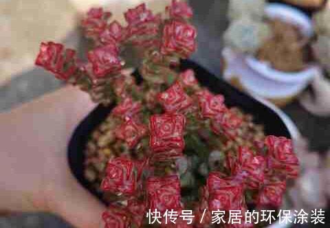 白牡丹|这三种多肉是多肉中的小强,一生只用买一次,出了状态照样美