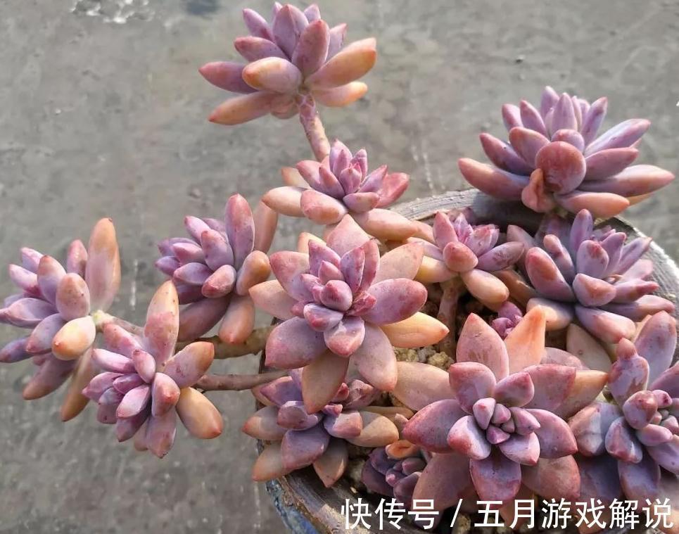 淡雪|推荐新手养的8种多肉,随便一扔都能活,真是新手的福音