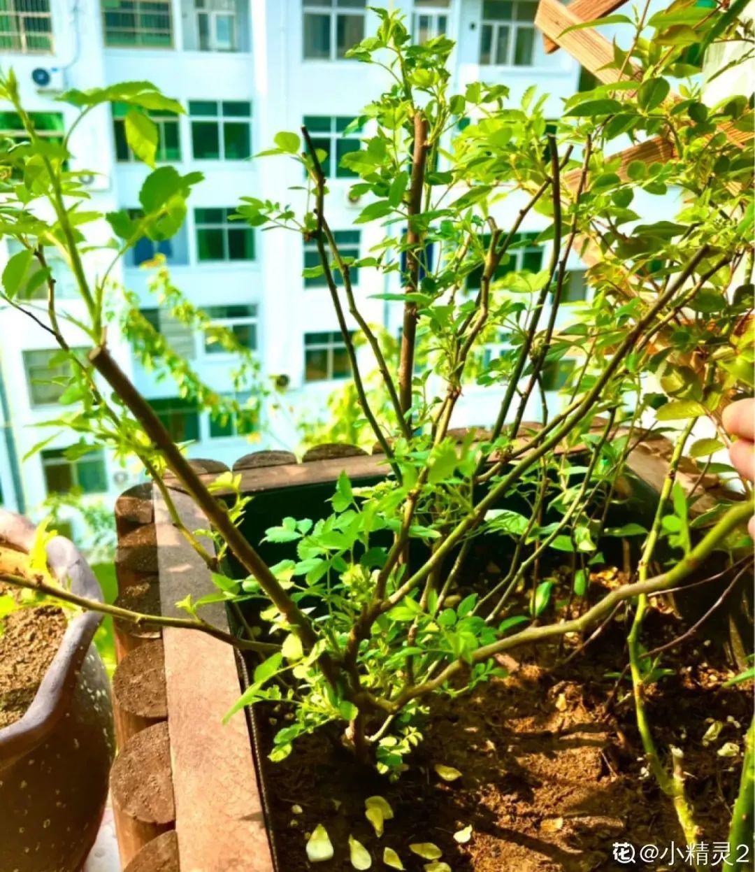 黄叶|给花浇水掺点白醋,植物根比萝卜还粗,健壮不黄叶