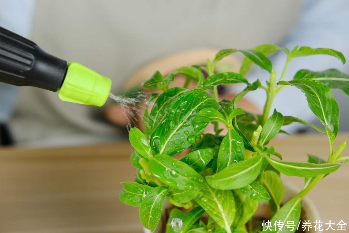教你一些浇水的方法,从此浇花不再盲目,花长得又快又旺