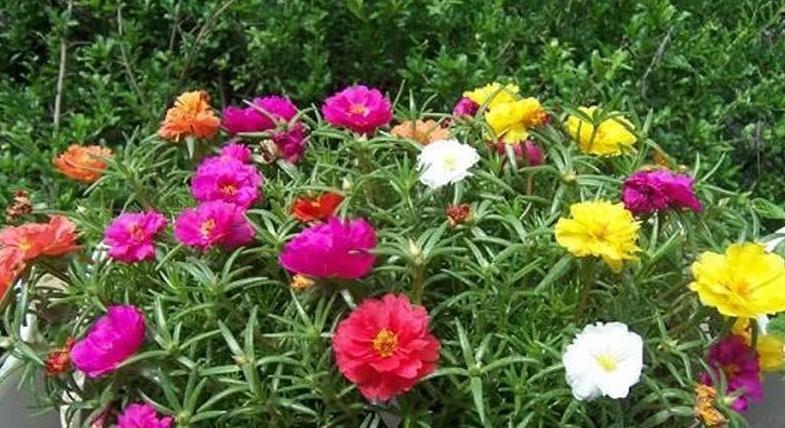 秋季|秋天养花，5买5不买，买错了浪费钱又闹心