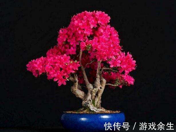 杜鹃花盆景用什么土养好，杜鹃花盆景怎么施肥