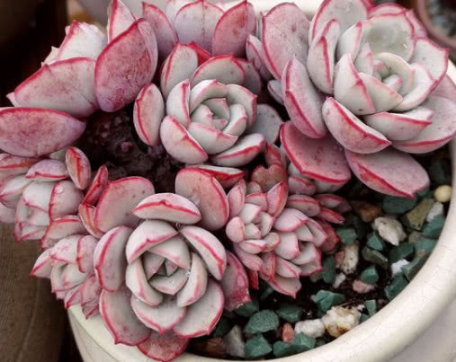 多肉凌波仙子怎么养教你3个小妙招,养出精致可爱的凌波仙子