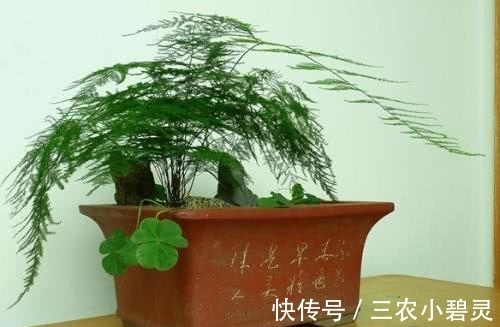 浇水|文竹这么浇水, 半年都长疯了