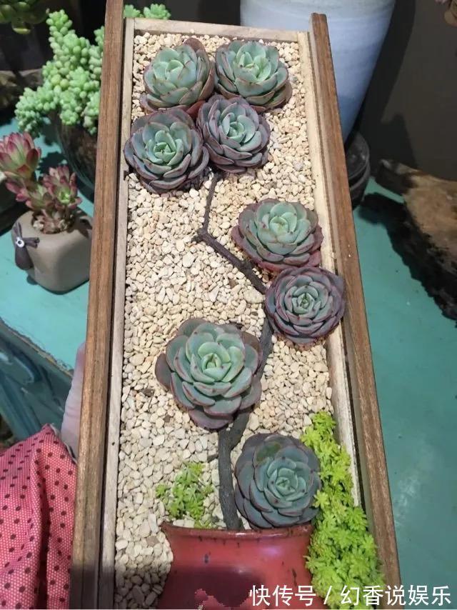 她在医院垃圾桶“捡篮子”，拿来种多肉“颜值高”，人见人爱