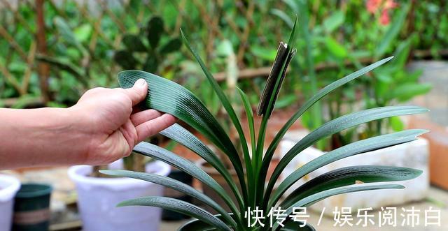 叶片|三伏天养君子兰,要做到“4不1要”,才能根系茁壮叶片绿