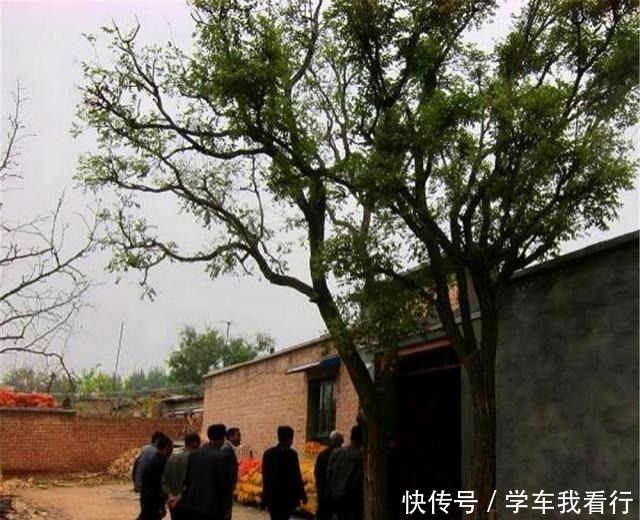 乡下老宅墙角跟,家家户户栽“4种树”,寓意“子孙有福”知道吗!