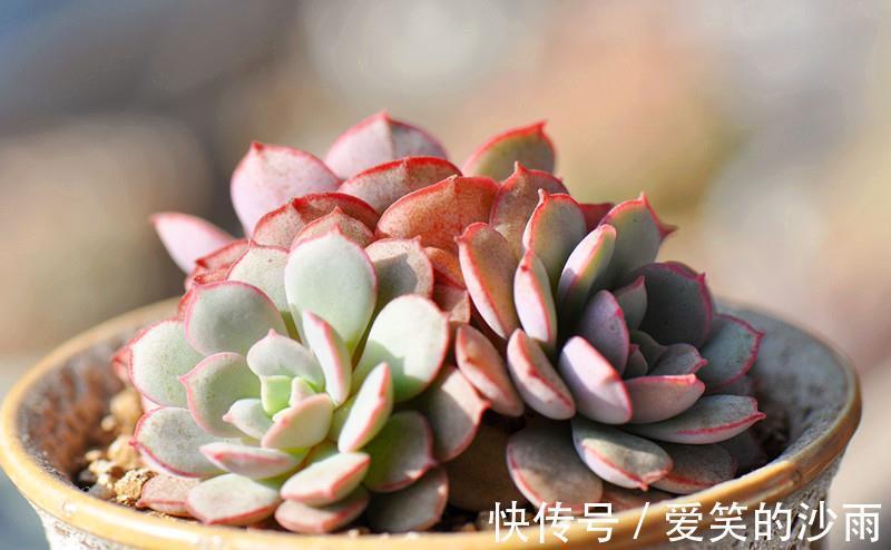 多肉植物|多肉植物的4大敌人，打败它们，让多肉长命百岁