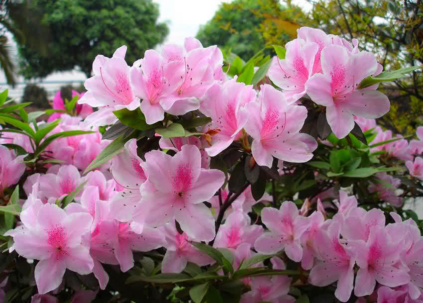 杜鹃花的五大品系，各有特色，你值得拥有