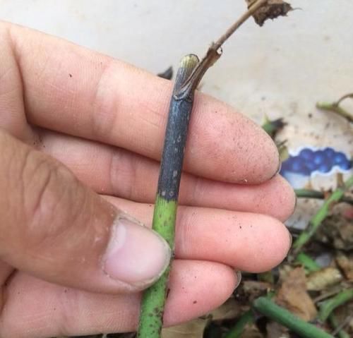 为什么扦插月季花总是黑杆？