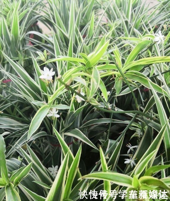 铁线蕨|12种耐阴花,适合养在卫生间里,光不好也能呼呼长!