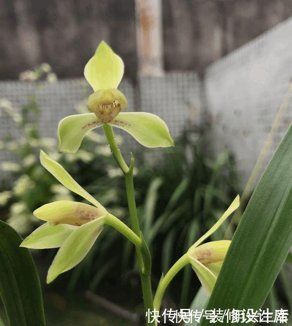 养5年兰花都不开花,加了1料,花开停不住