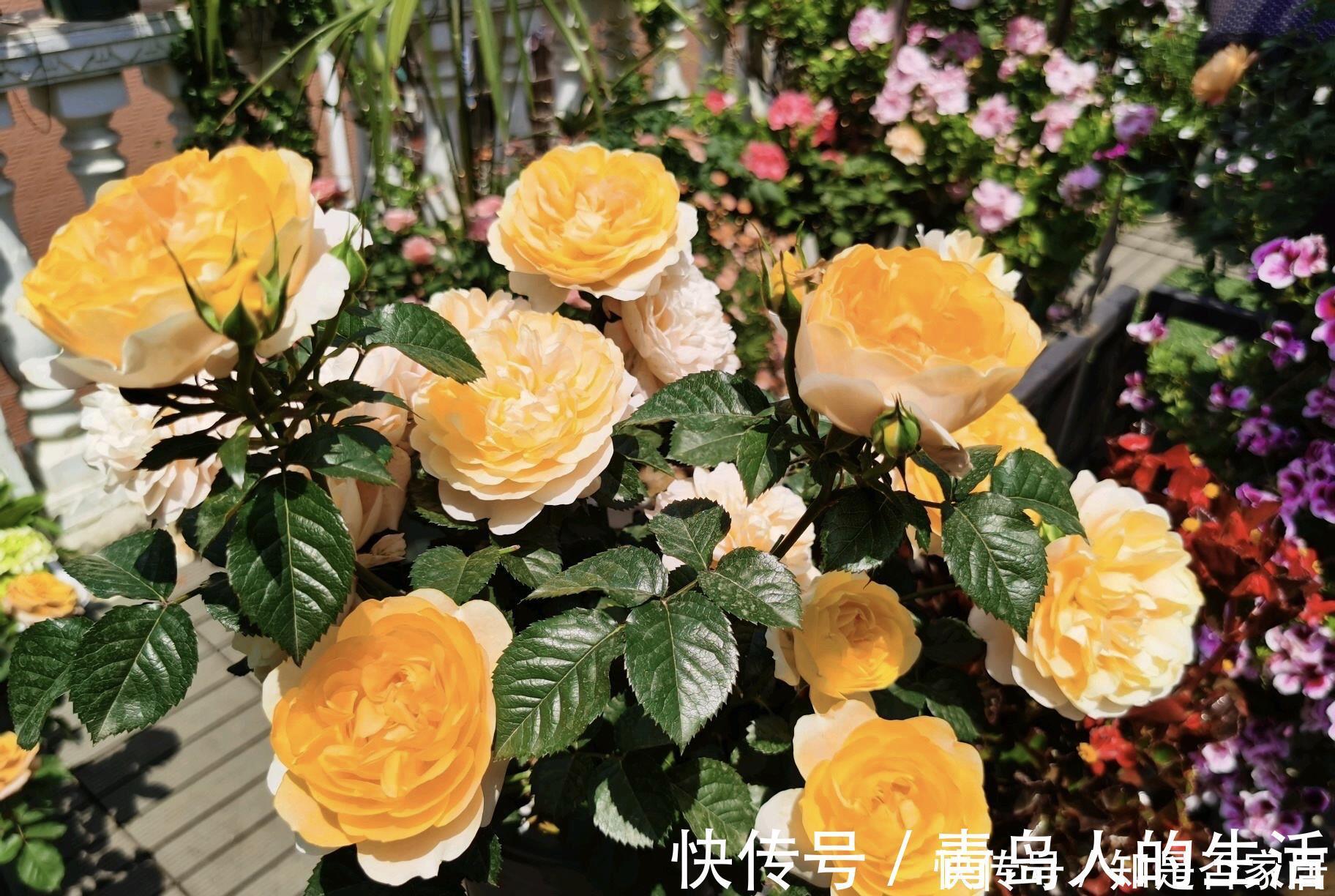 月季|月季黄叶是什么情况?弄清“4点”,一直绿油油,明年“花更多”