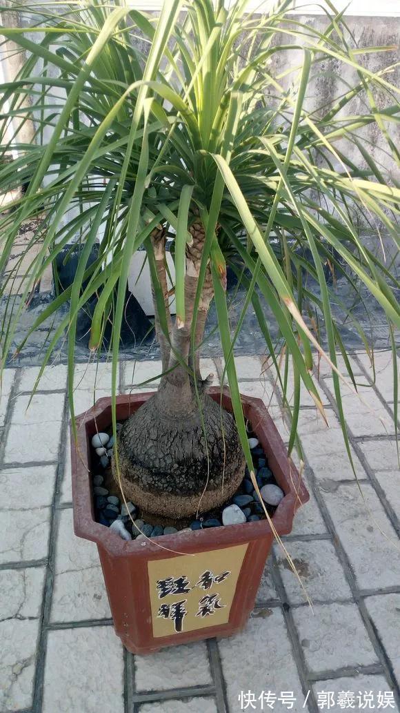 金枝玉叶|适合客厅养的5种“耐旱花”,30天不浇水也能爆盆,漂亮大气