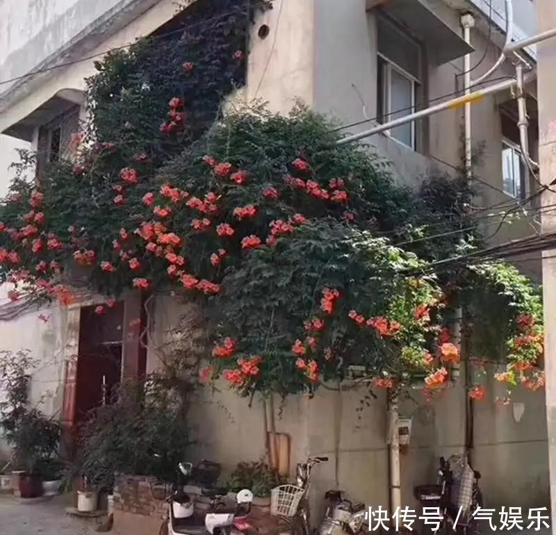 怪不得老公把发财树扔了,现阳台流行种此花卉,香飘满屋更迷人