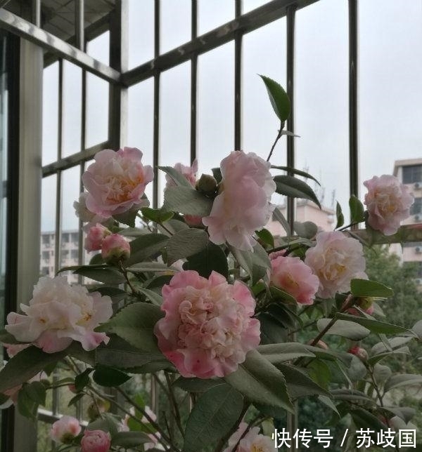 阳台养花就选“4种”,个个好养、开爆盆,花色艳丽灿烂无双