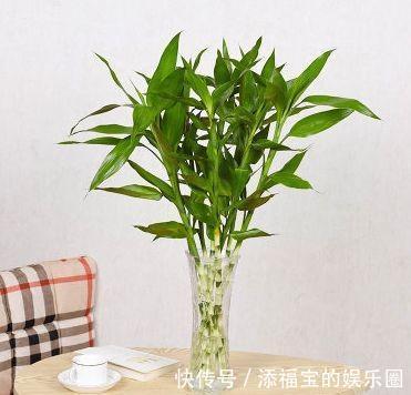 农历九月十八霜降后，养什么花？家里养3种花，学业有成龙马精神