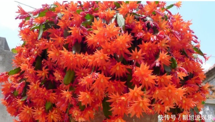 蟹爪|养了5年的蟹爪兰,竟发现是“假昙花”,比蟹爪兰漂亮100倍!