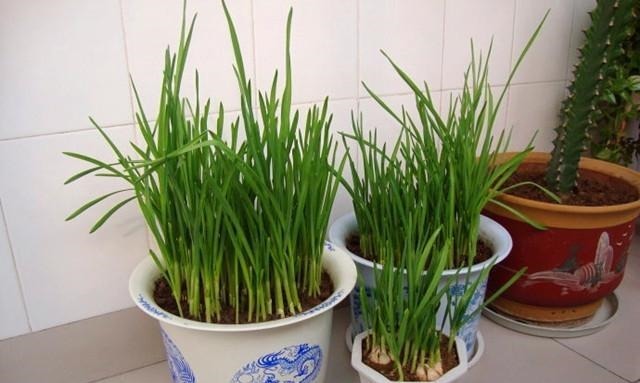 阳台上种上一盆这些蔬菜，不用买菜还能当花赏，快来种一盆