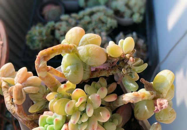 冬天养多肉,最怕3种水,一定要管住手,太勤快肉肉死的越快