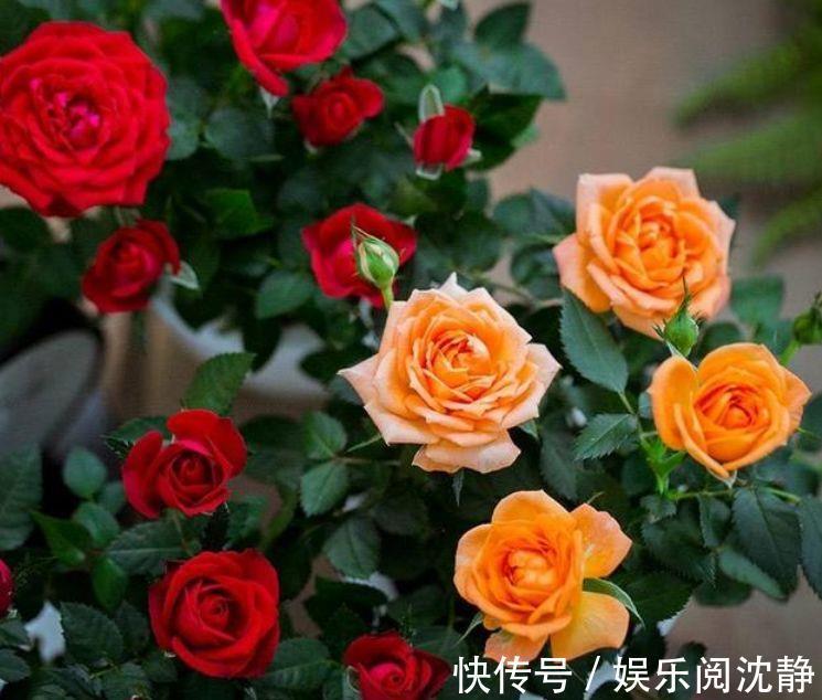 种花|家里就养4种花，株型优美、花朵大，花型别致可爱