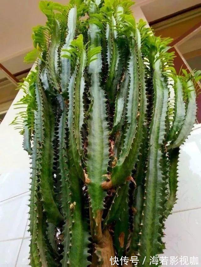 龟背竹|30年的芦荟，20年的龟背竹，硬生生把花养成了树！