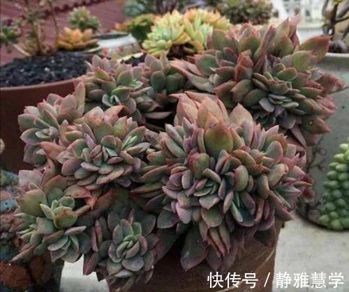马上要降温了,多肉植物怕冻吗?这几点要注意