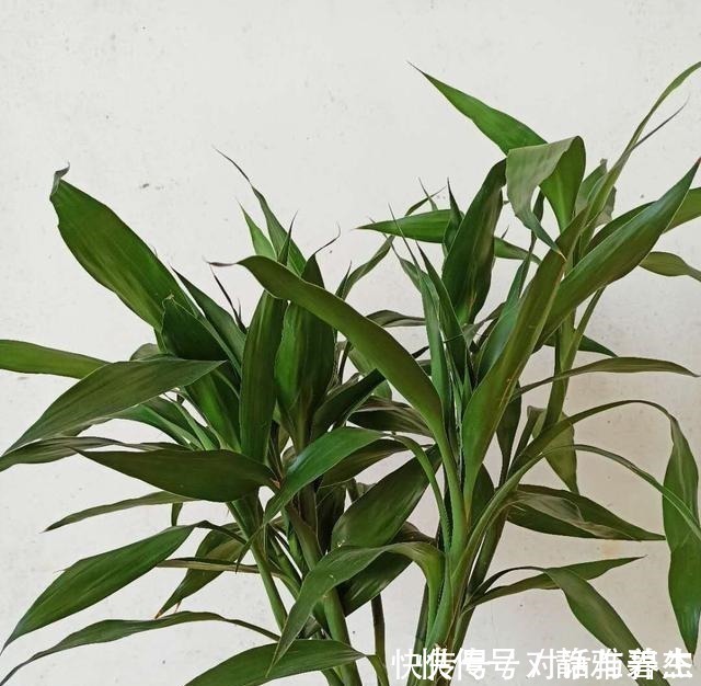 花友|养花常说的“散射光”是什么光哪些地方符合散射光要求！