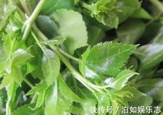 野菜|农村一种野草，人称“解百毒”，常被用来做汤，一斤卖到240