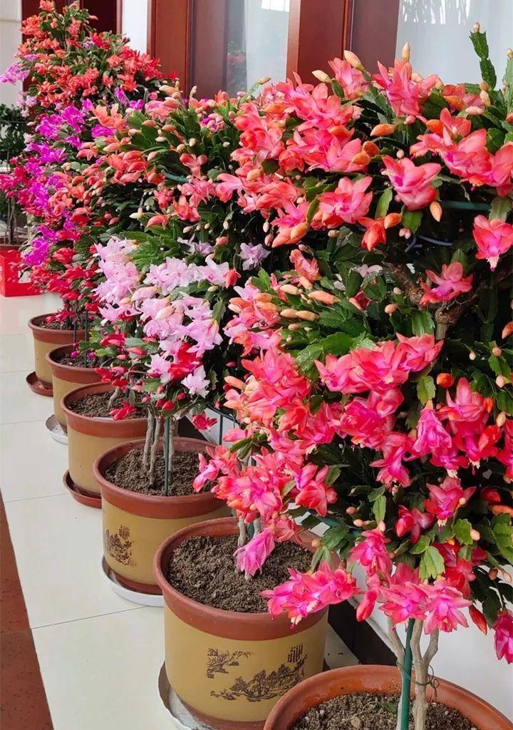 5种“洋气”花,趁着“天冷”快扦插,生根快,开花早,真省钱