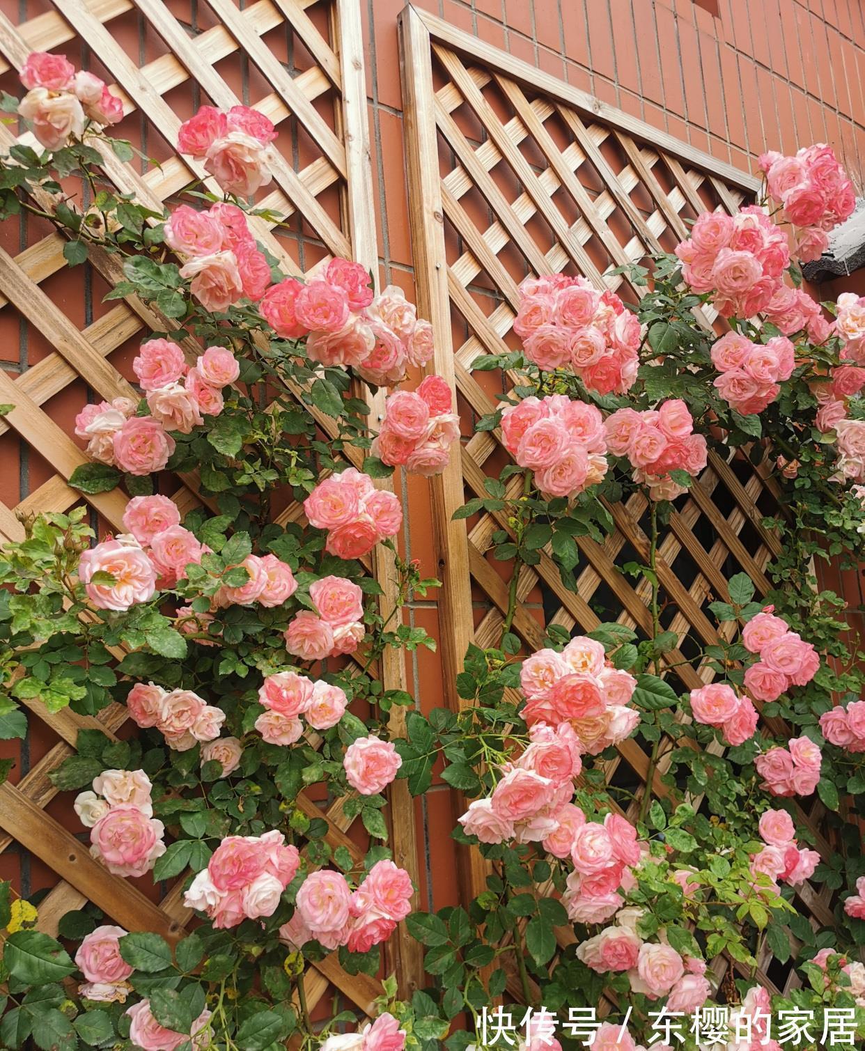 藤本樱霞|藤本樱霞,长势超快的花墙植物,一年成花墙,丰花勤花,值得拥有