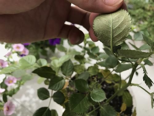 养花必备的杀菌剂，到底怎么用？多菌灵只是“初级”，黄叶不管用