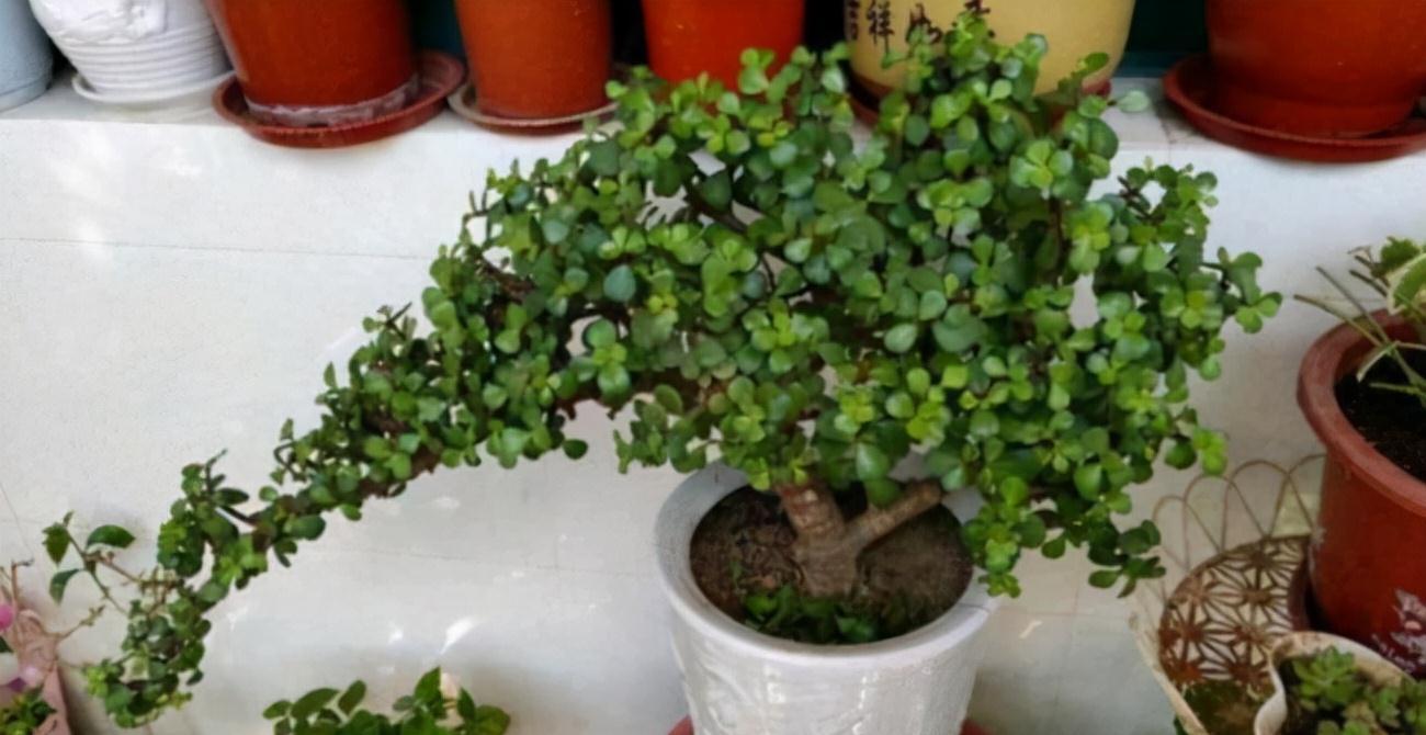 6种花“很吉祥”,建议养在卧室客厅,好看好养,还可当年宵花