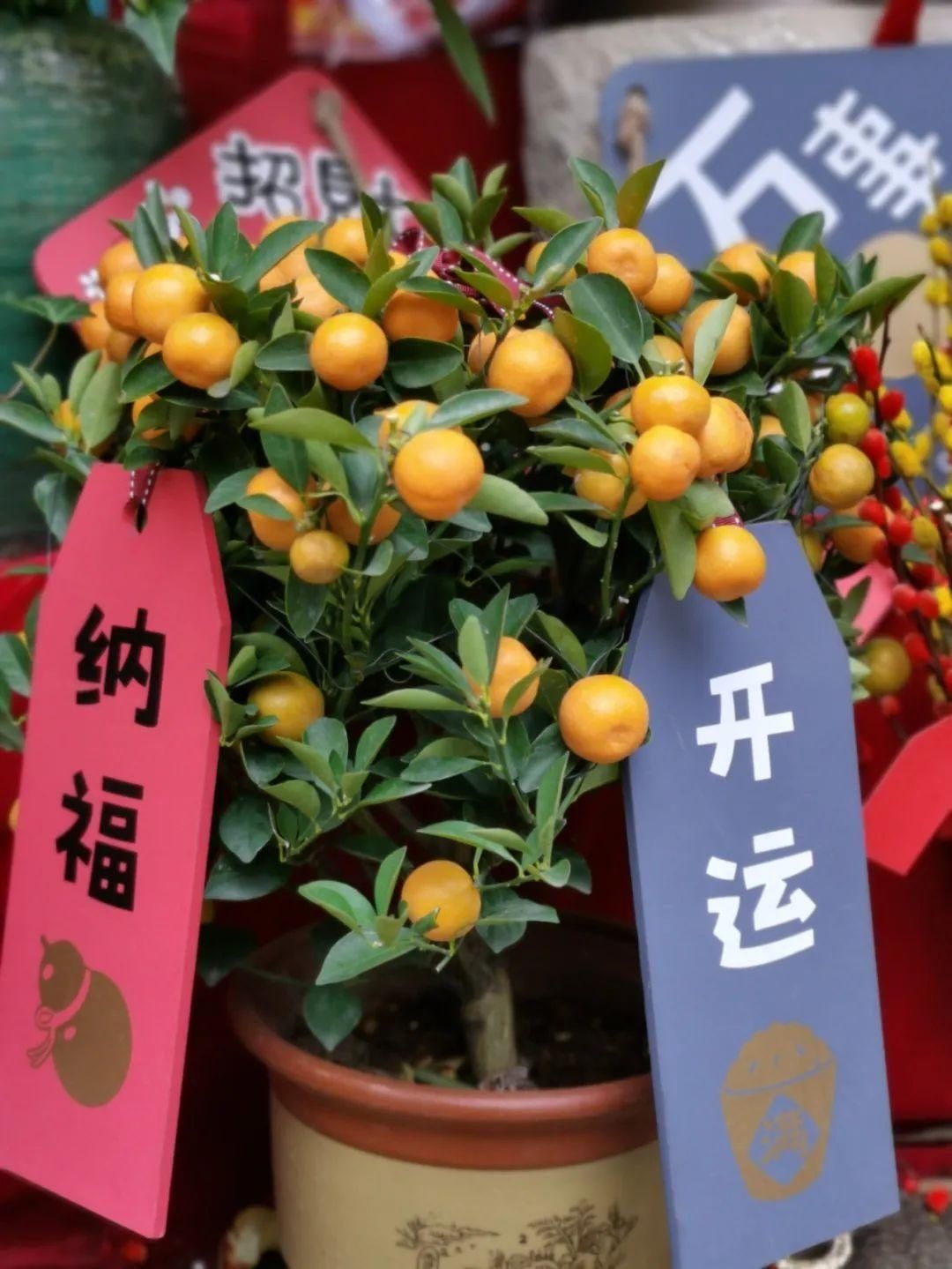 花市散发浓浓年味，这家店天天上新“应景”花！