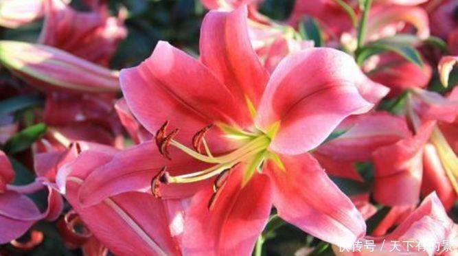 温室花|冬天试试此几款植物,丢到阳台,花香四溢飘满屋