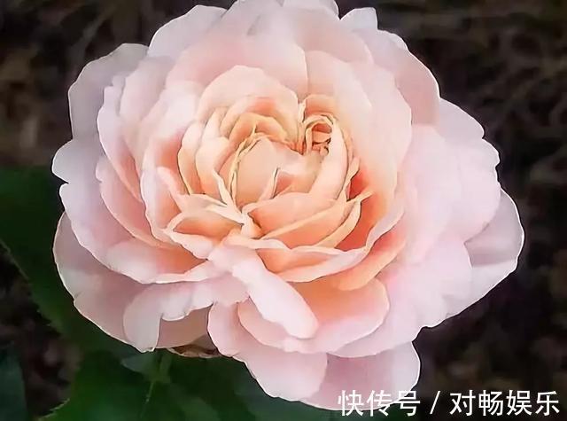 世界上最贵的花，一盆就是一座房子！看过的贵气满满