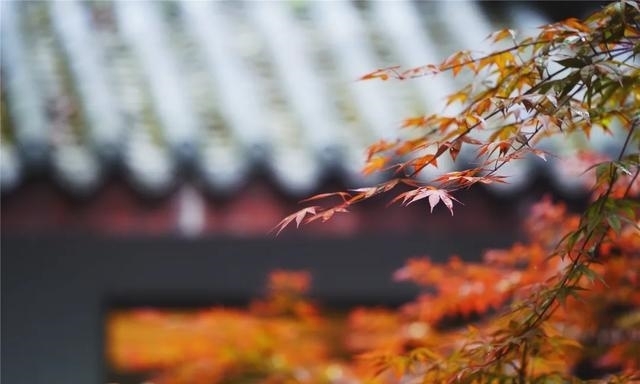 禅意|心旅禅行丨一草一木皆“秋色”，朝夕之间觅“禅意”