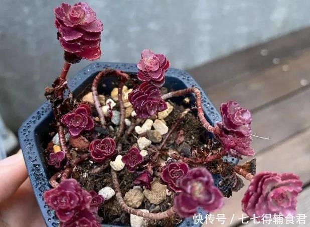 生长快速的9种多肉,春天就养这些肉肉了,一年半载就能养爆盆