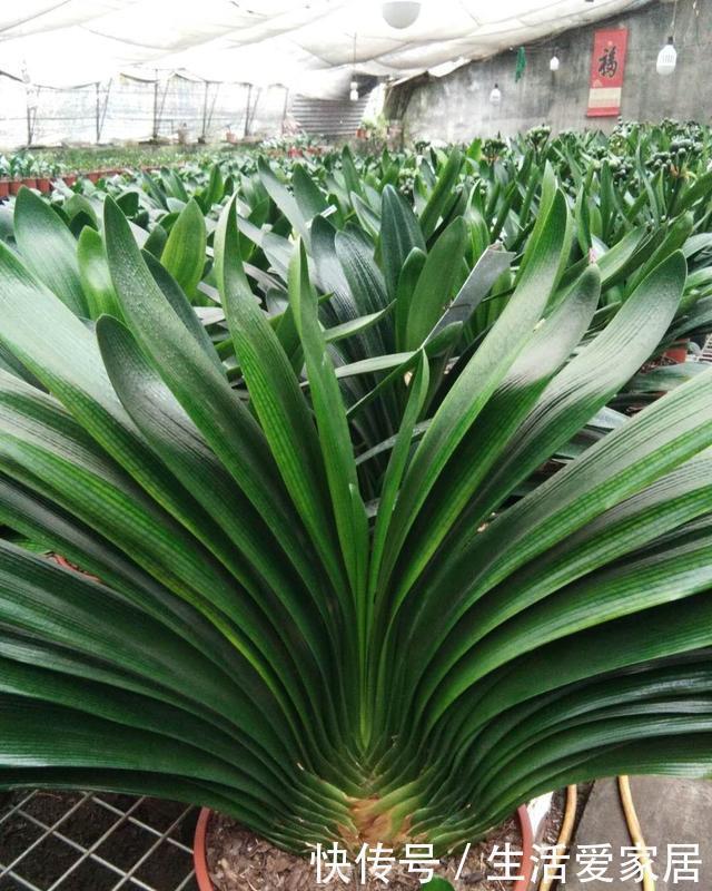 花盆|王大姐养花,在工地捡来3种东西,埋花盆里透气、不烂根