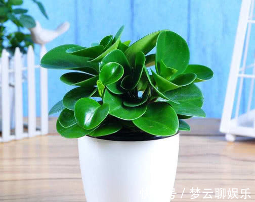 豆瓣绿|豆瓣绿怎么养更鲜艳教你3个小妙招,养出翠绿旺盛的豆瓣绿