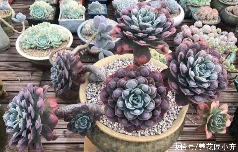 俗话说：“勤人养鱼，懒人养花”，这6种花最适合懒人去养