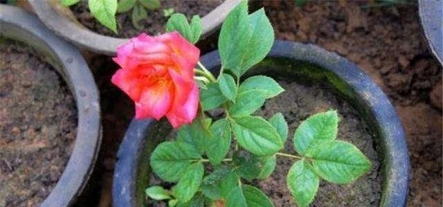 天气热,3种花适合扦插,温度越高生根越快,养护简单