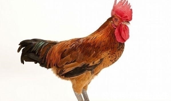 生肖|下半年桃花运旺盛,会遇到最佳结婚对象的几大生肖