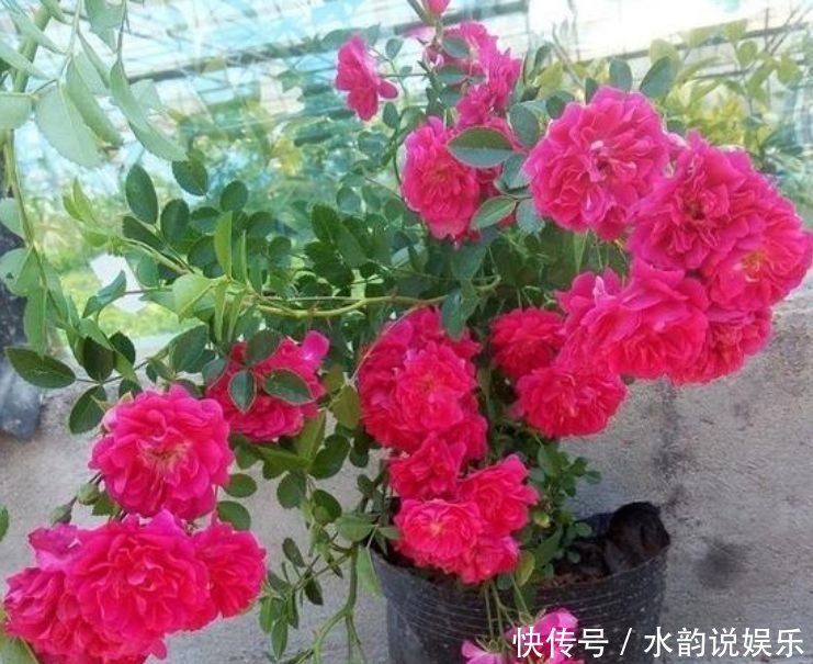 养花就养这几款,全年开花不停,沾点水就疯长,开花勤还爱爆盆