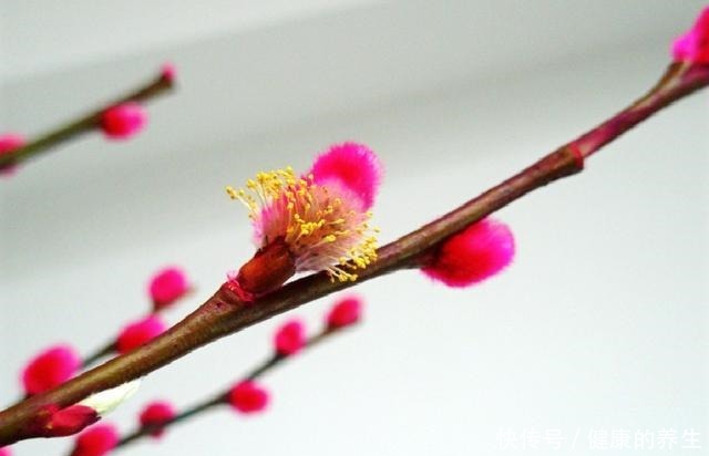 家有银柳,越过越有,这种春节畅销花,有2种打开方式!