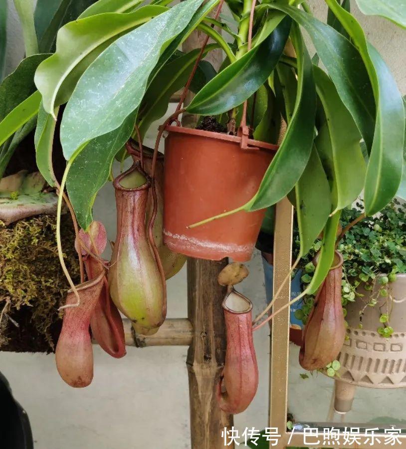 枝条|家里有这6种花,赶紧挂起来,长的快、开花一年比一年多!