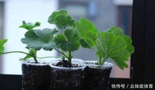 养花不用花钱,这3种花简单“扦插”,没几天就生根发芽,爱开花!