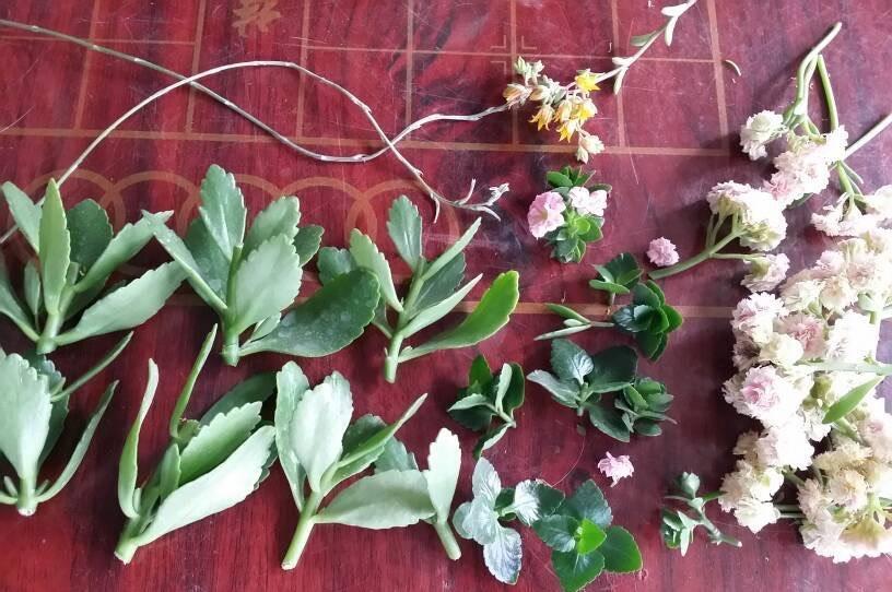 扦插|3种花真的太顽强了，一个枝一片叶，遇土就长根，扦插很简单