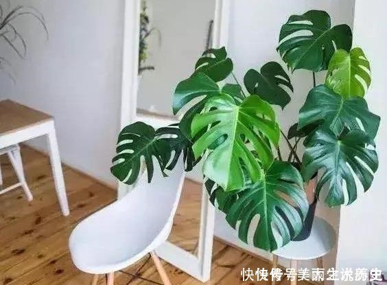 上当|6种耐阴花,养了“不上当”,室内百搭盆栽,摆在角落也爆盆!